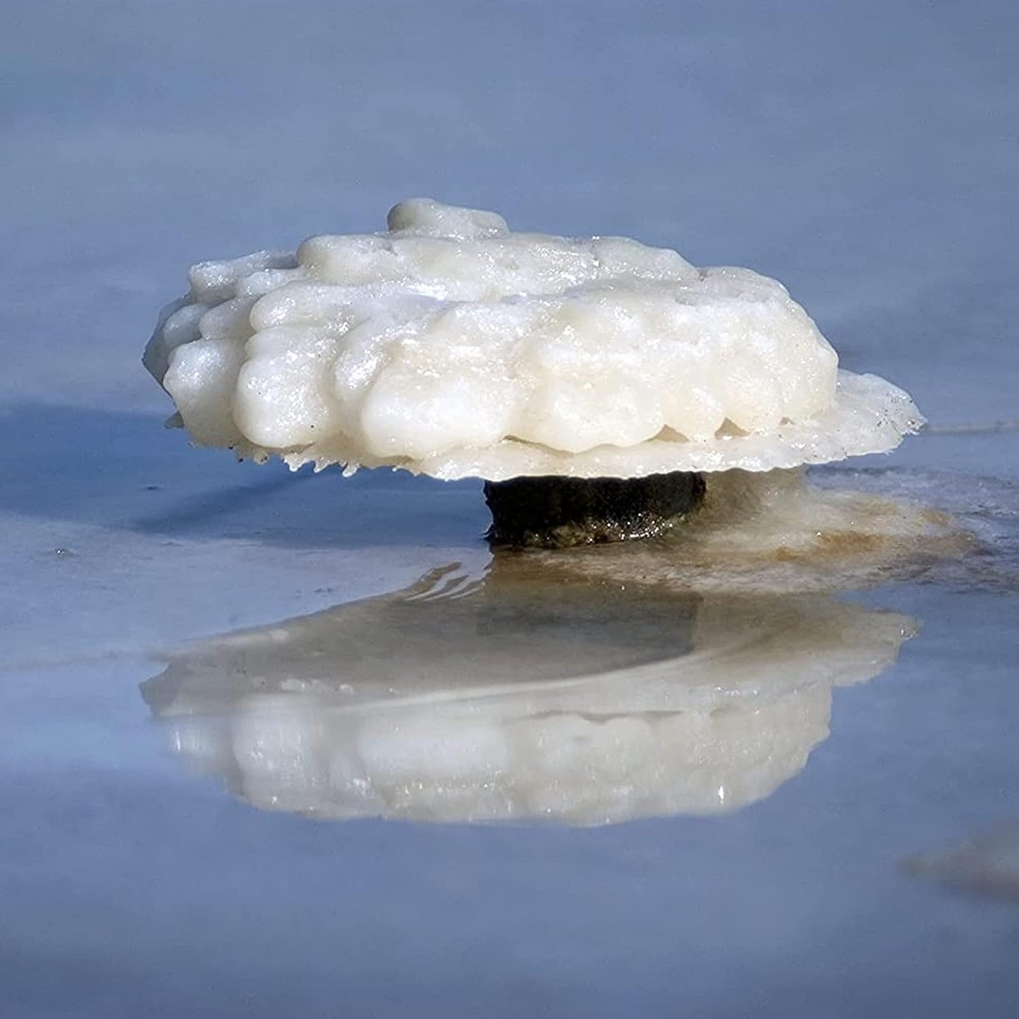 Dead Sea Magnesium Flakes Bath Salts | Premium Magnesium Supplement Bath Salts (15 Pound)